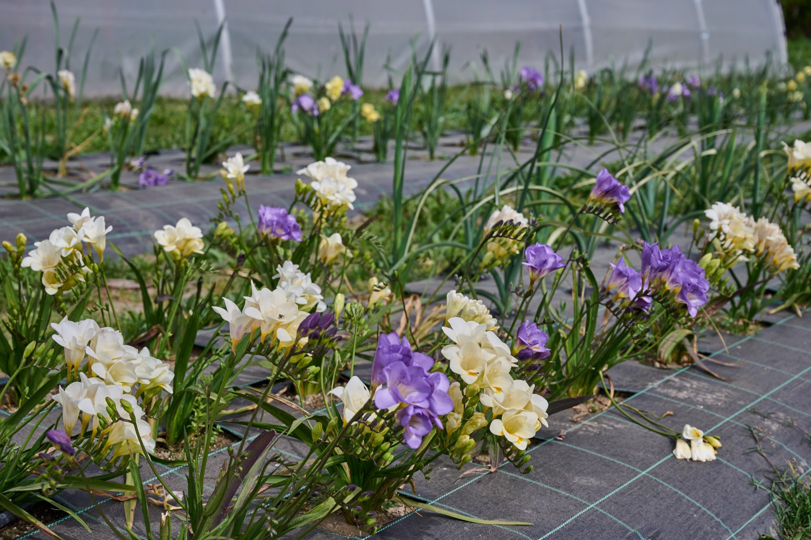 https://www.scmp.pt/assets/misc/img/noticias/2021/2021-04-01%20flores/DSC_2021.jpg