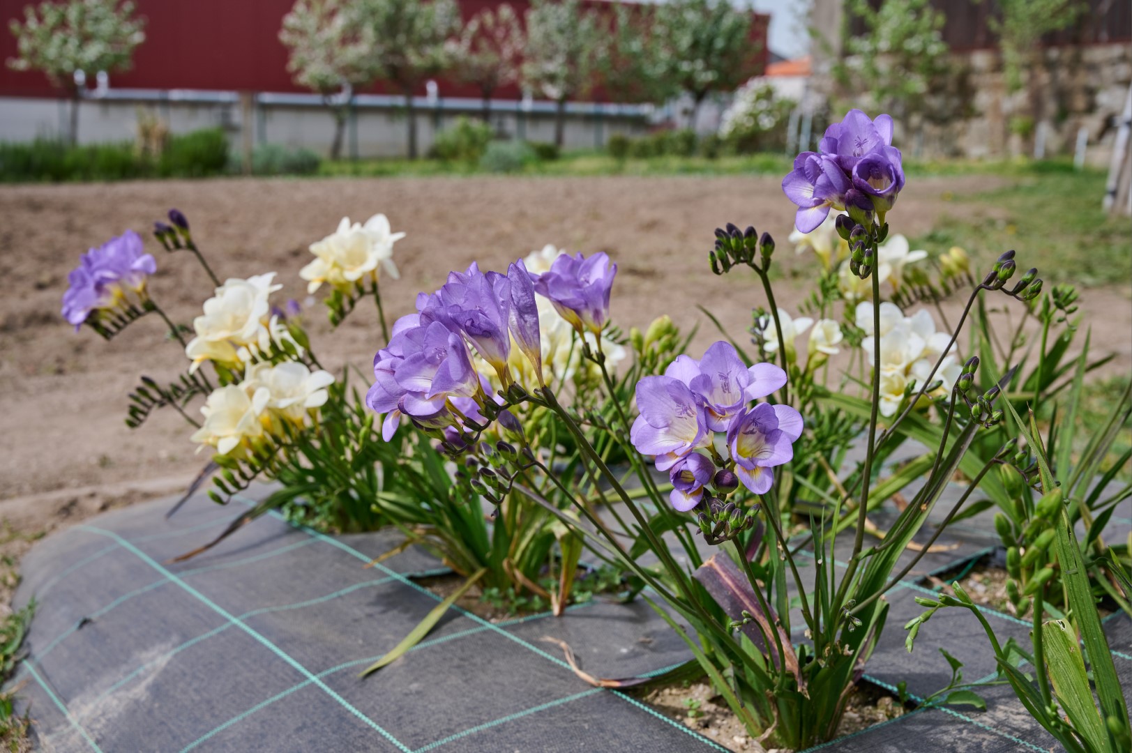 https://www.scmp.pt/assets/misc/img/noticias/2021/2021-04-01%20flores/DSC_2023.jpg